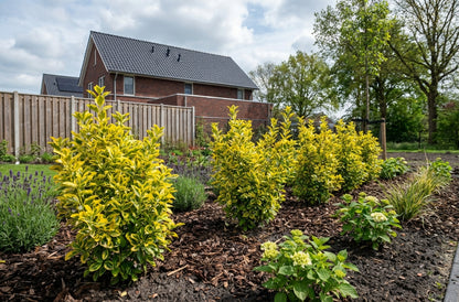 Kardinaalsmuts (Euonymus fortunei 'Emerald 'n Gold') - Heesters
