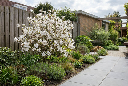 Stermagnolia als struik (Magnolia 'Grandiflora')