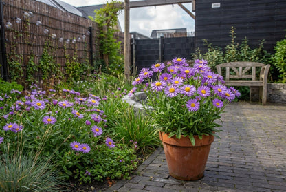 Dwerk aster (Aster alpinus 'Dunkle Schone') - Tuinplanten