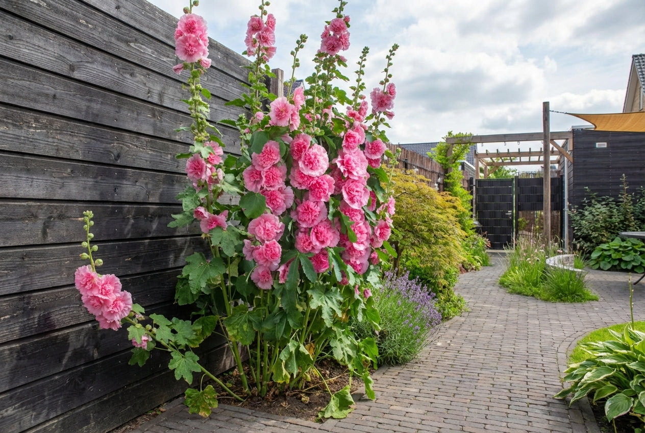 Stokroos (Alcea rosea 'Roseum') - Tuinplanten