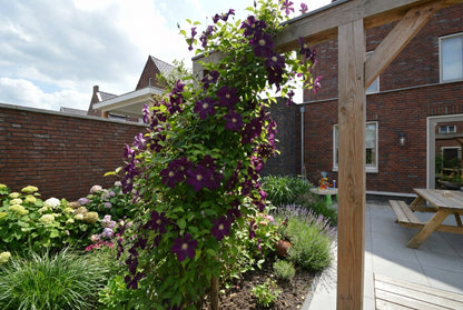 Klimplant Clematis Warszawska Nike (Bosrank) - Klimplanten