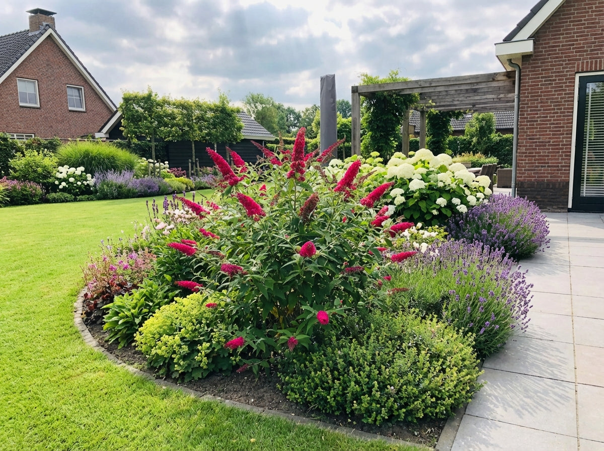 Vlinderstruik (Buddleja davidii Butterfly Candy® Little Bubbelgum) - Vlinderstruik