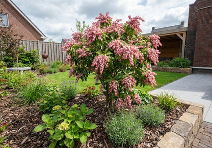 Rotsheide (Pieris jap. 'Rosalinda')