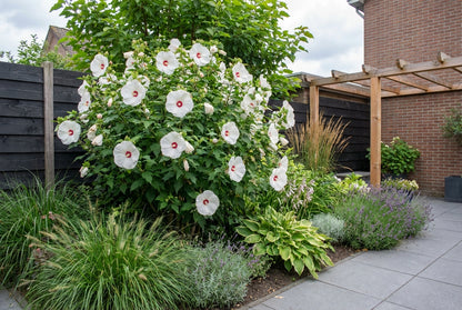 Altheastruik (Hibiscus Carousel Jolly Heart) - Hibiscus