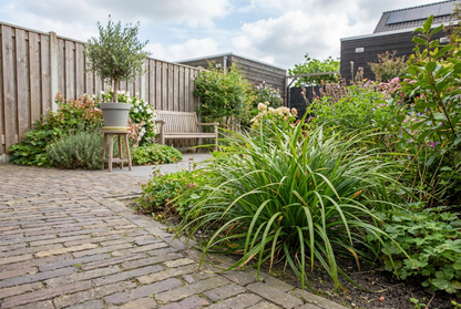 Zegge (Carex morrowii Irish Green) - Tuinplanten