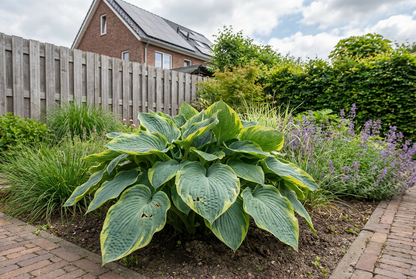 Hartlelie (Hosta sieboldiana 'Frances Williams') - Tuinplanten