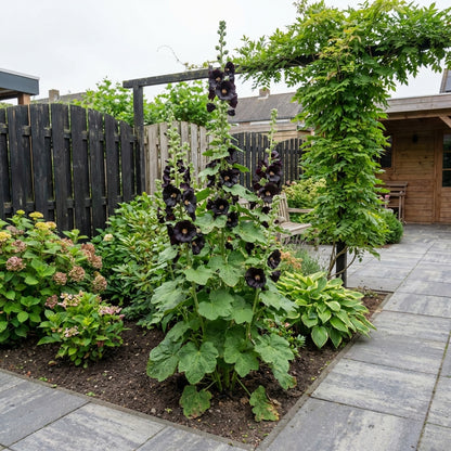 Stokroos (Alcea rosea 'Nigra') - Tuinplanten