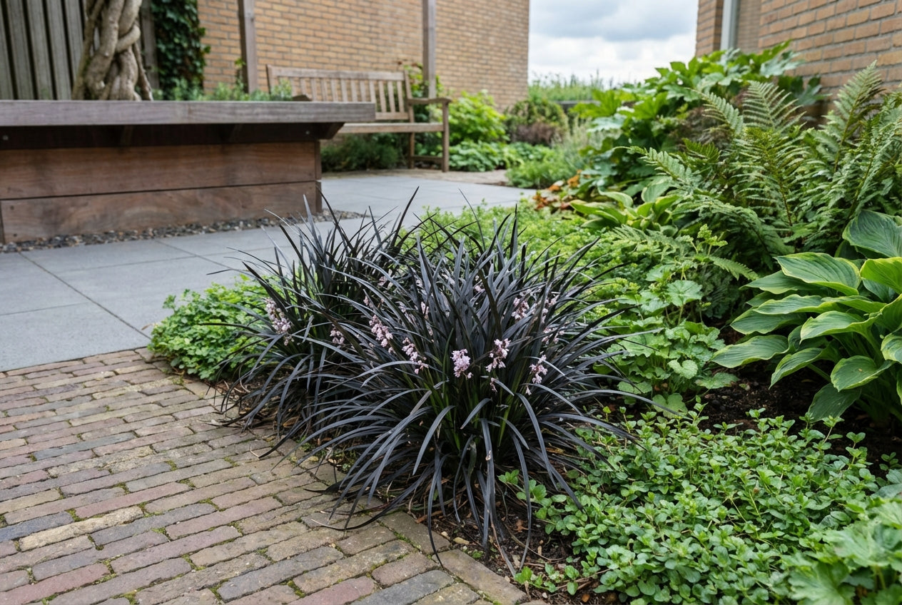 Slangebaard (Ophiopogon planiscapus 'Niger') - Tuinplanten