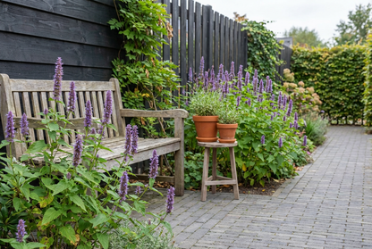 Dropplant (Agastache foeniculum) - Tuinplanten