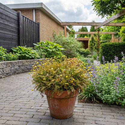 Vedermos (Leptinella squalida) - Tuinplanten
