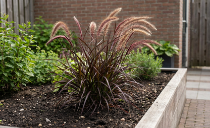 Lampepoetsersgras (Pennisetum 'Rubrum') - Lampepoetsersgras