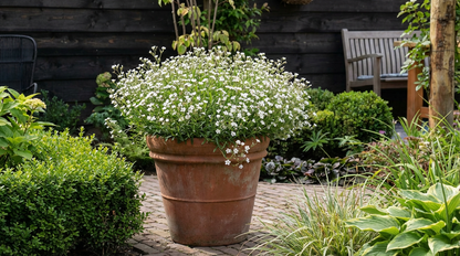 Kruipend gipskruid (Gypsophila repens 'Alba') - Tuinplanten