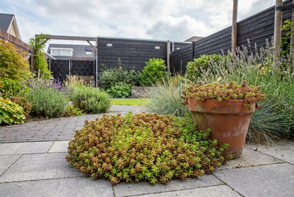 Vetkruid (Sedum album)