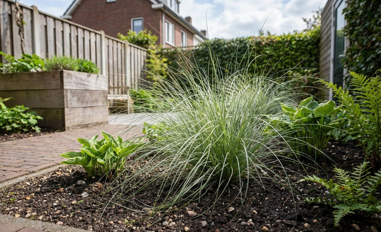 Zegge (Carex 'Frosted Curls') - Zegge