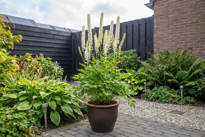 Zilverkaars (Actaea simplex 'White Pearl' (cimicifuga)) - Tuinplanten