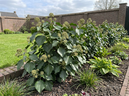 Klimop (Hedera colchica 'Fall Favourite')