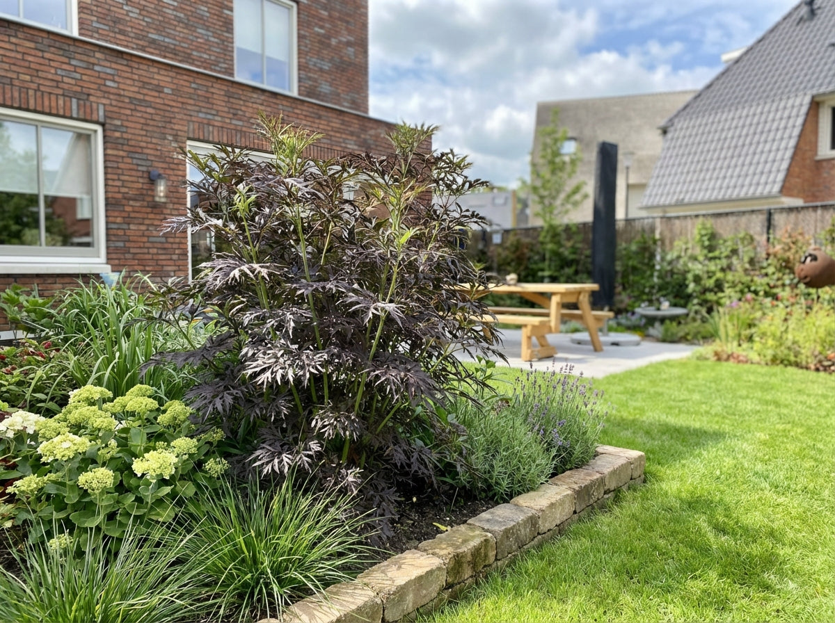 Vlier (Sambucus nigra Serenade'®)