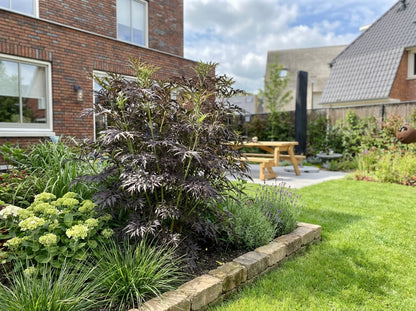 Vlier (Sambucus nigra Serenade'®)