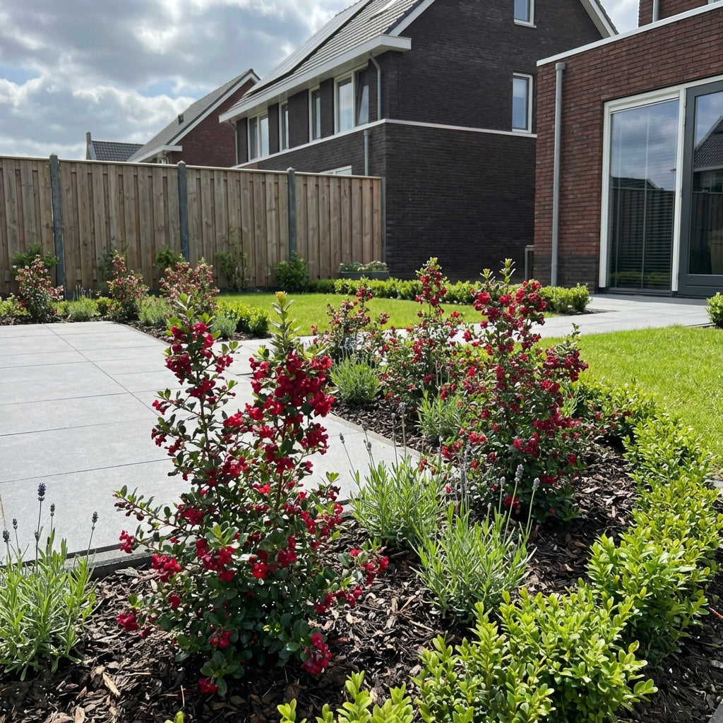 Escallania (Escallonia 'Red Dream')