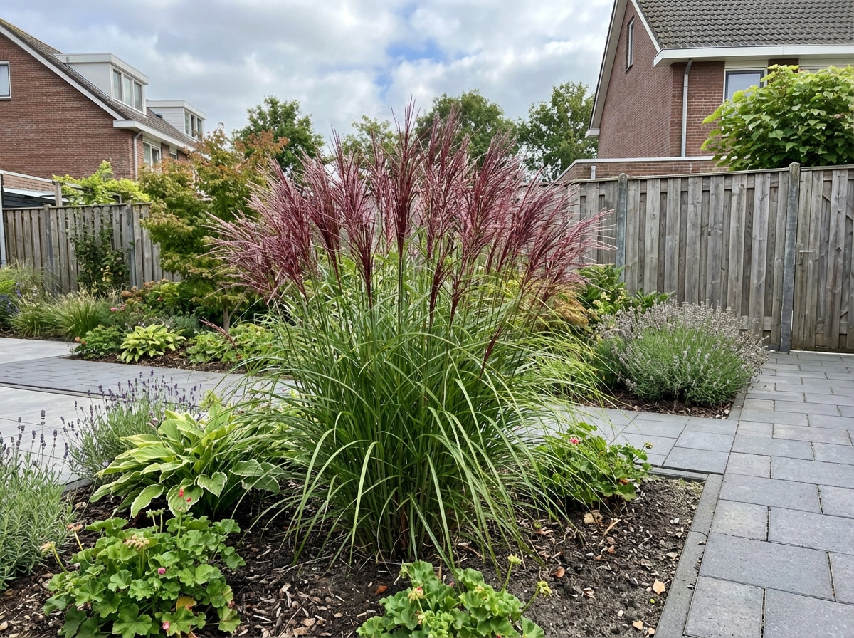 Prachtgriet (Miscanthus sinensis 'Red Chief') - Tuinplanten