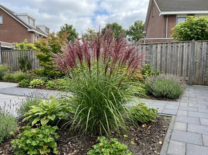 Prachtgriet (Miscanthus sinensis 'Red Chief') - Tuinplanten