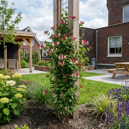 Klimplant Lonicera j. Red World (kamperfoelie) - Klimplanten