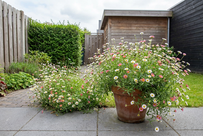 Fijnstraal (Erigeron karvinskianus) - Tuinplanten