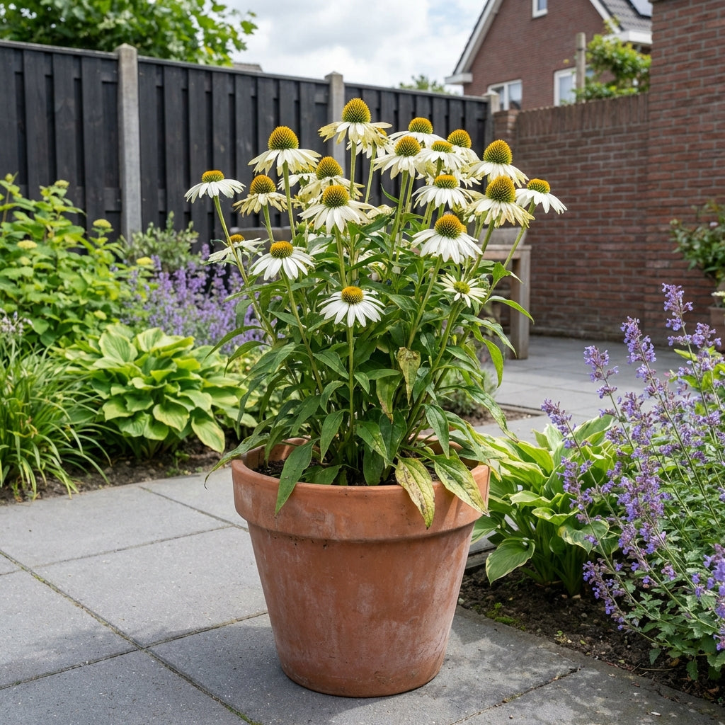 Zonnehoed (Echinacea purpurea 'White Swan') - Tuinplanten