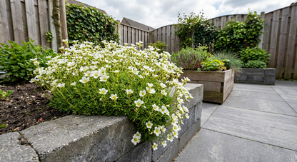 Mossteenbreek (Saxifraga (A) 'Schneeteppich') - Tuinplanten