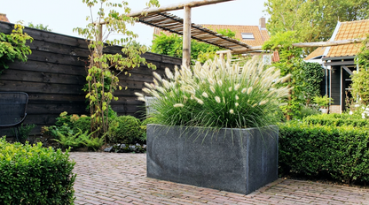 Lampepoetsersgras (Pennisetum alopecuroides 'Little Bunny) - Tuinplanten