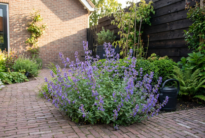 Kattekruid (Nepeta faassenii) - Tuinplanten