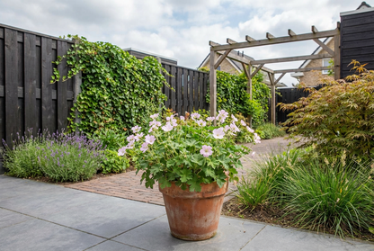 Ooievaarsbek (Geranium 'Dreamland') - Tuinplanten