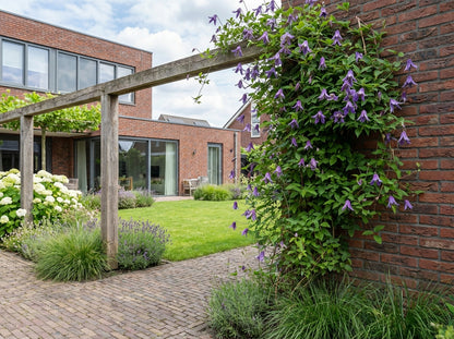 Klimplant Clematis alp. Helsingborg (Bosrank) - Klimplanten