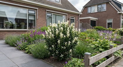 Kardinaalsmuts (Euonymus japonicus Paloma Blanca )