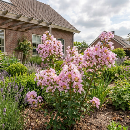 Lagerstroemia (Lagerstroemia indica With Love Babe) - Heesters
