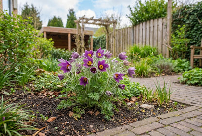 Wildemanskruid (Pulsatilla vulgaris) - Tuinplanten