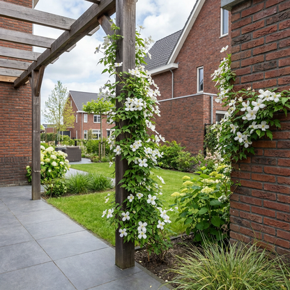 Klimplant Clematis montana Grandiflora (Bosrank) - Klimplanten