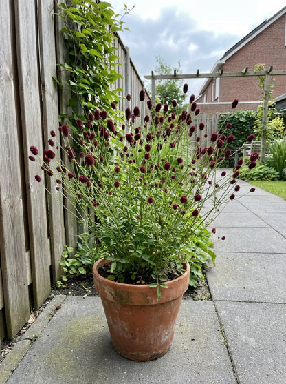 Pimpernel (Sangusorba sang. 'Tanna') - Tuinplanten