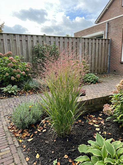 Vingergras (Panicum virg. 'Heavy Metal') - Tuinplanten