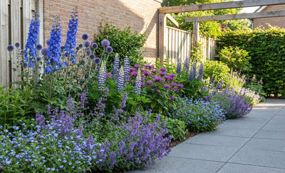 Borderpakket paars/blauw (1,5m2)