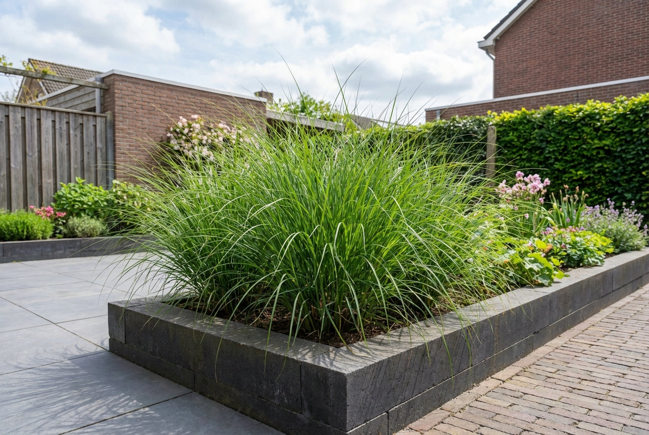 Prachtriet (Miscanthus 'Adagio') - Prachtriet