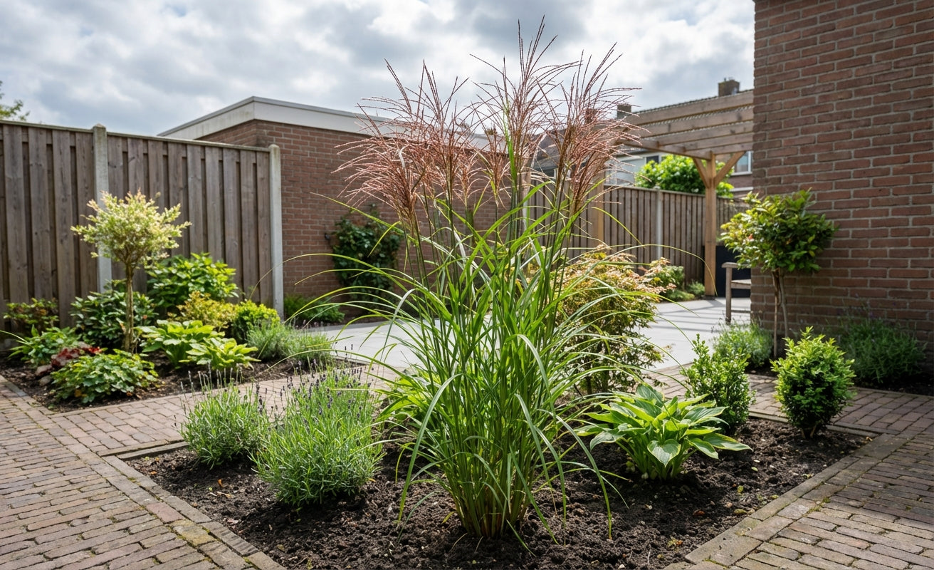 Prachtriet (Miscanthus 'Malepartus') - Prachtriet