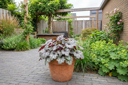 Purperklokje (Heuchera 'Jade Gloss') - Tuinplanten