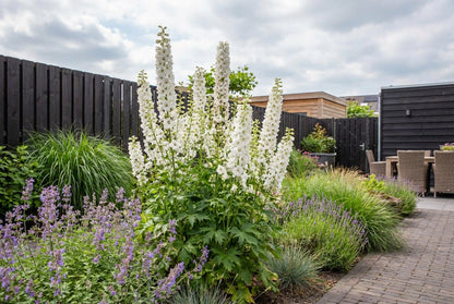 Ridderspoor (Delphinium (P) 'Galahad') - Tuinplanten
