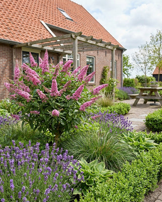 Vlinderstruik (Buddleja davidii Butterfly Candy® Little Pink)