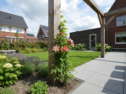 Klimplant Clematis montana Marjorie (Bosrank) - Klimplanten