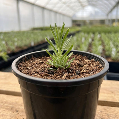 Kweekpot zwart – Ø9cm, hoogte 7cm - Kweekbenodigdheden