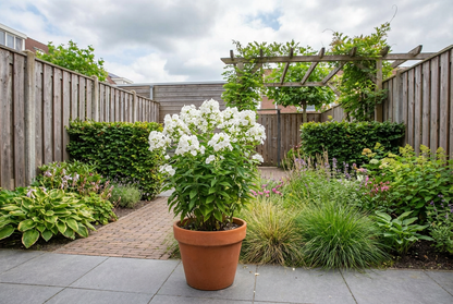 Vlambloem (Phlox (P) 'White Admiral') - Tuinplanten