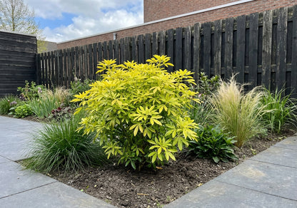 Choisya (Choisya ternata Goldfingers) - Heesters