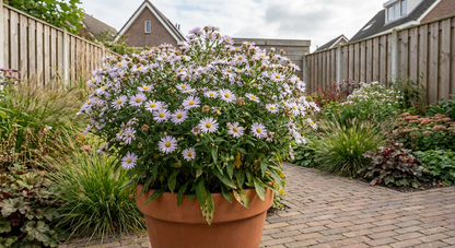 Herfstaser (Aster ageratoides 'Stardust') - Tuinplanten